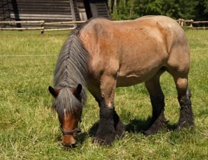 brown horse eating on grass thumbnail