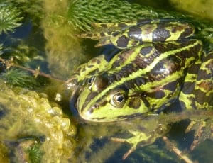 black and green frog thumbnail