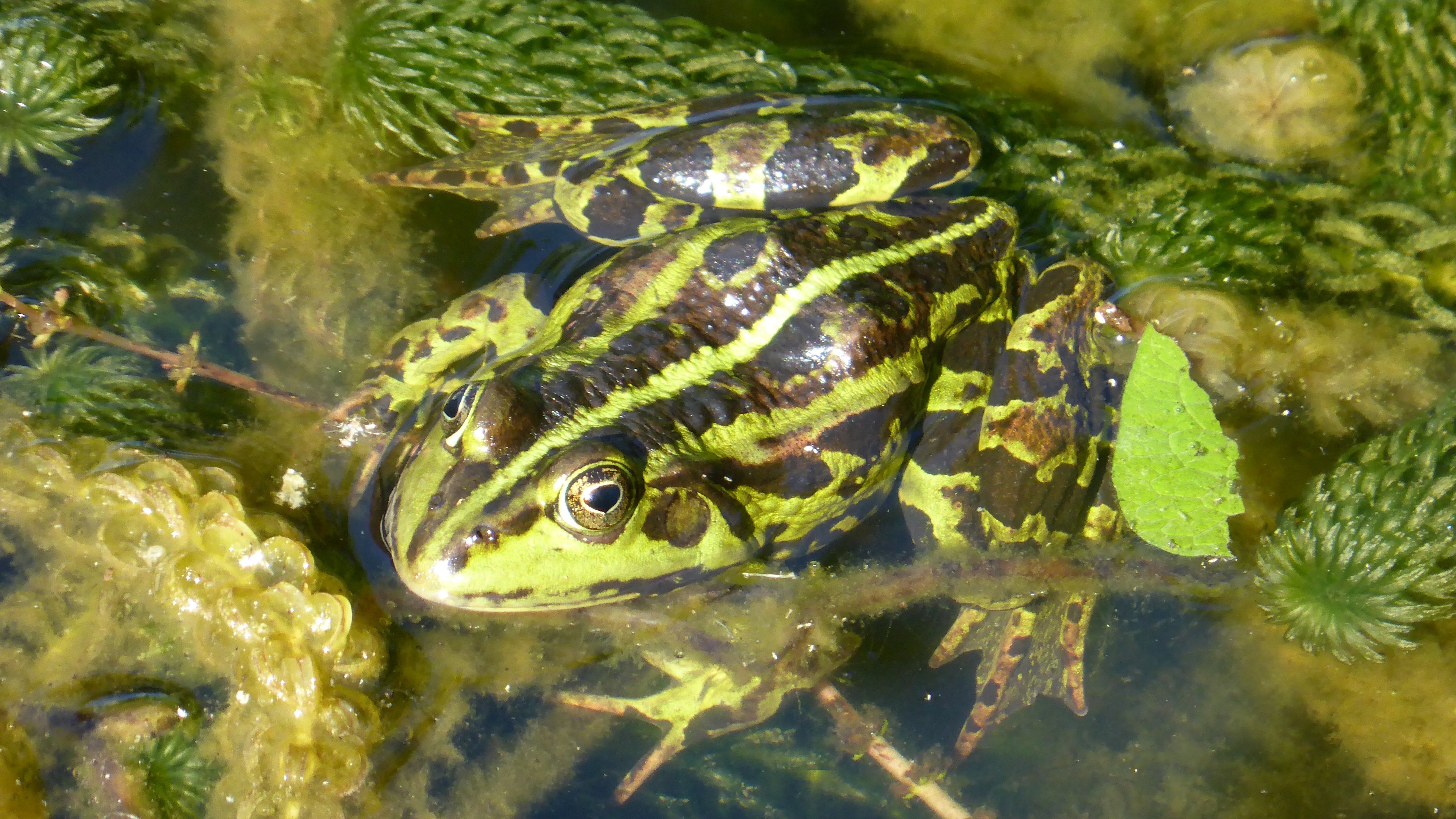black and green frog