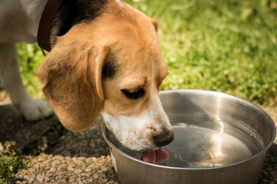 close up photo of tricolor beagle puppy drinking water on stainless steel round bowl during daytime preview