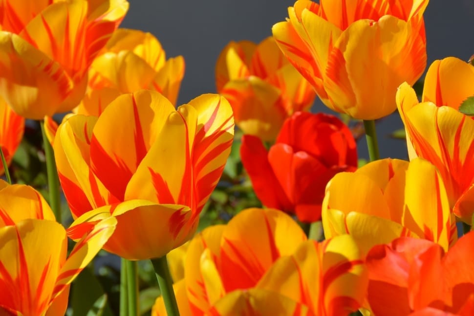 yellow and red petaled flowers preview