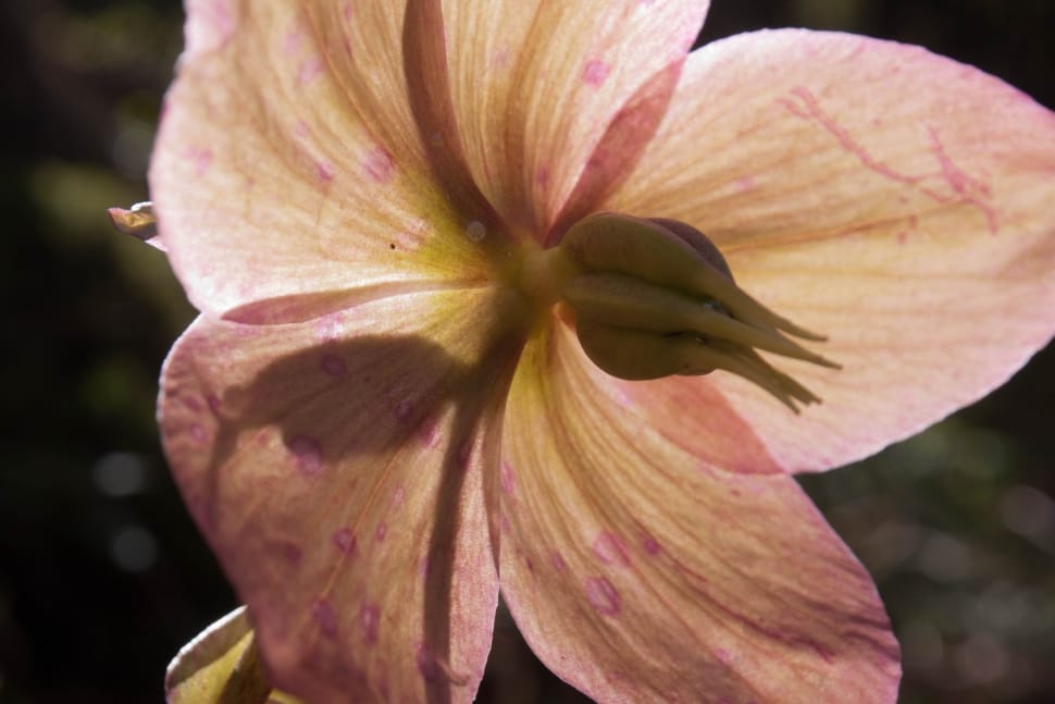 Spring, Flower, Anemone Blanda, flower, close-up preview