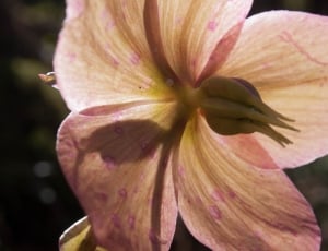 Spring, Flower, Anemone Blanda, flower, close-up thumbnail