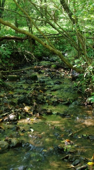 Babble, Brook, Water Flow, Green, forest, nature thumbnail