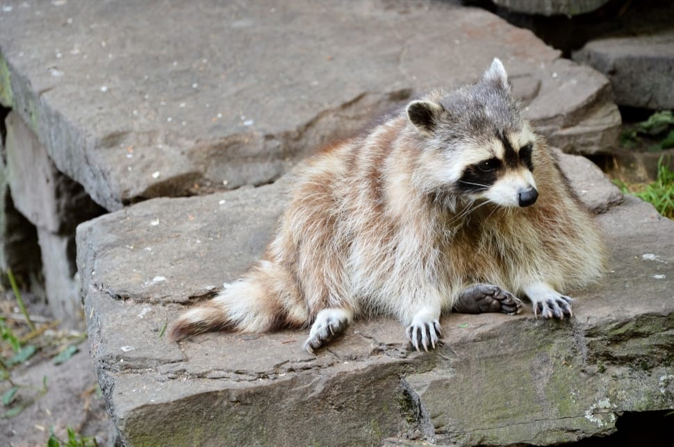 brown and white raccoon on grey stone preview