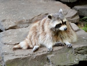 brown and white raccoon on grey stone thumbnail