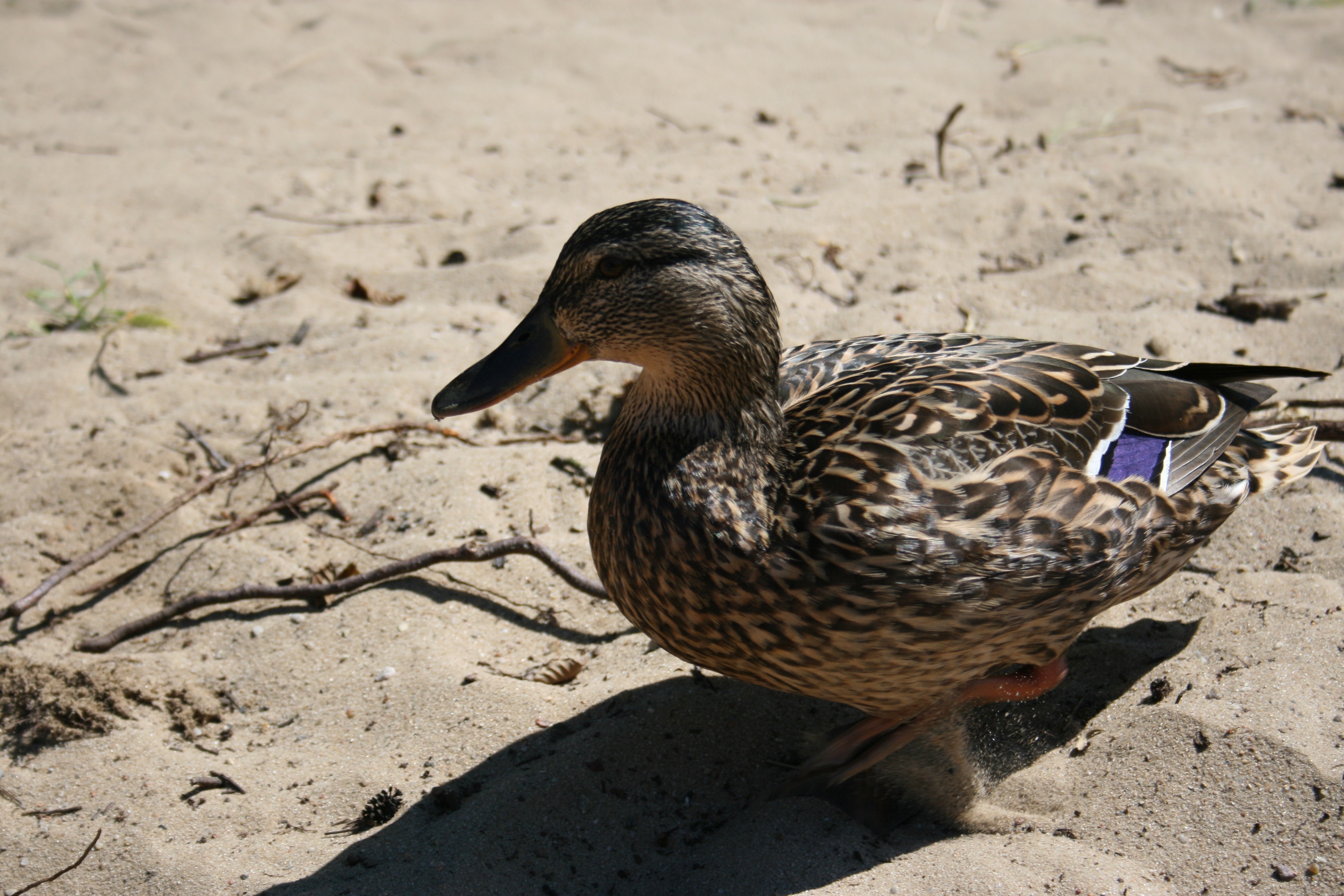 black white and brown female mallard