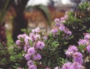 pink cluster petaled flower thumbnail