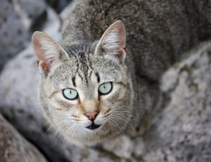 gray short fur cat thumbnail