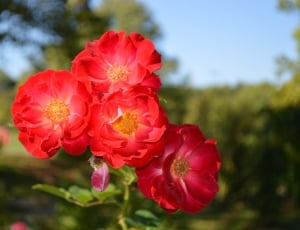 4 red flowers thumbnail