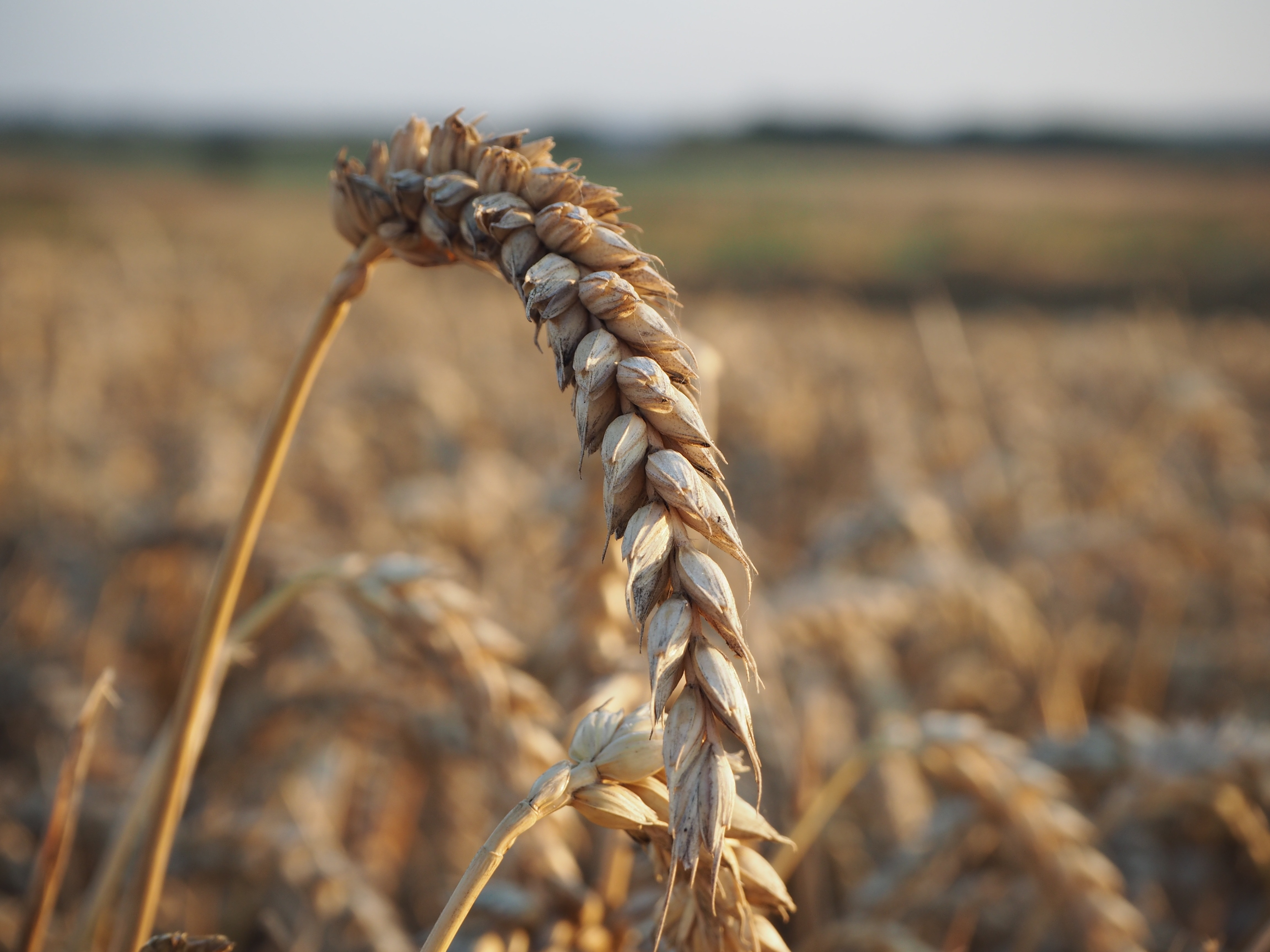 Озимая пшеница вид. ТУРАНУС озимая пшеница. Колос озимой пшеницы. ТУРАНУС сорт озимой. Зерновые поля.