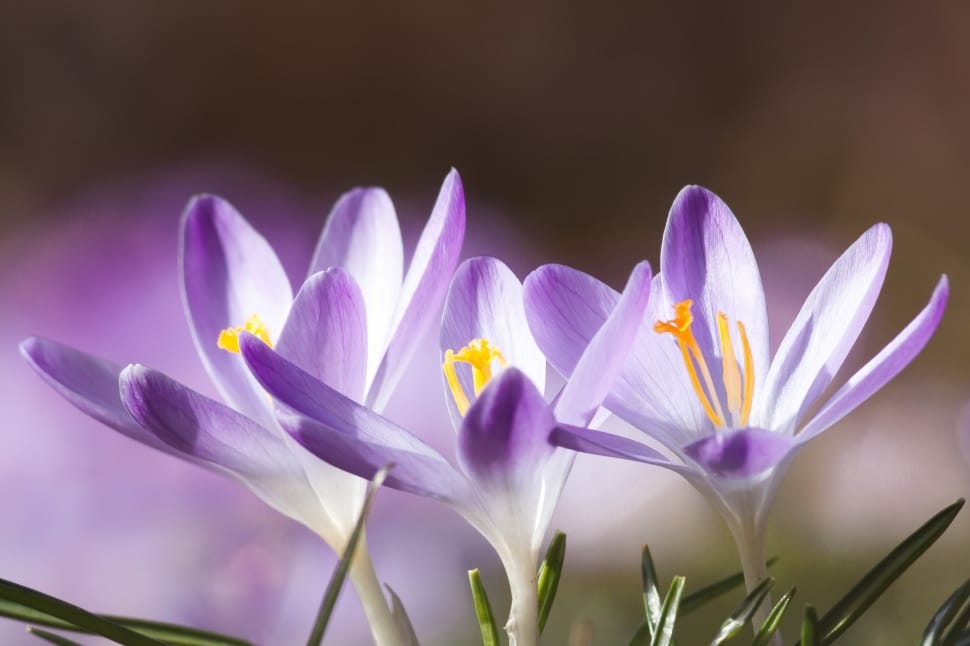 purple crocus flowers in bloom close-up photo preview