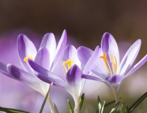 purple crocus flowers in bloom close-up photo thumbnail