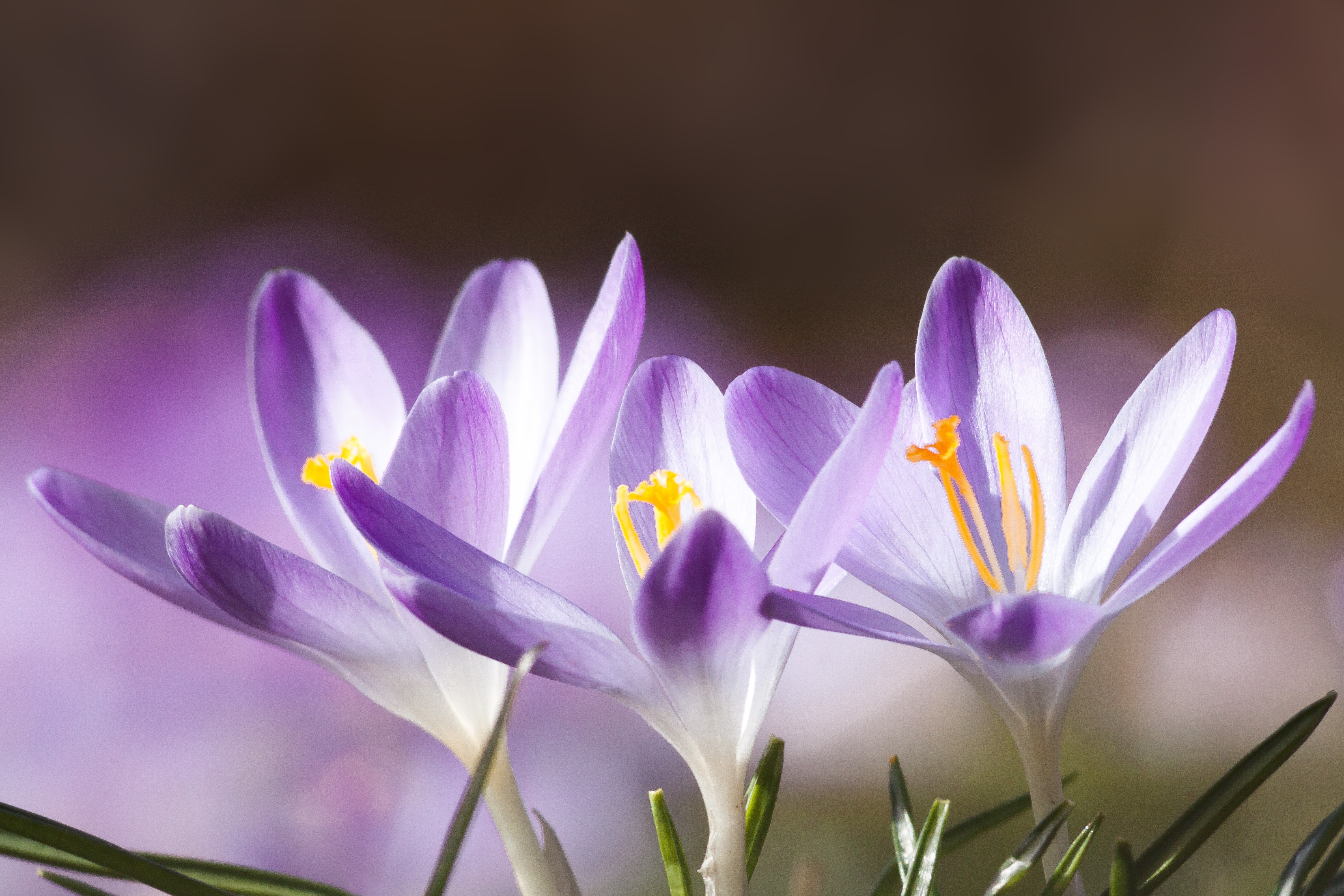 purple crocus flowers in bloom close-up photo