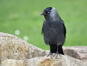 black bird standing on grey stone during daytime thumbnail