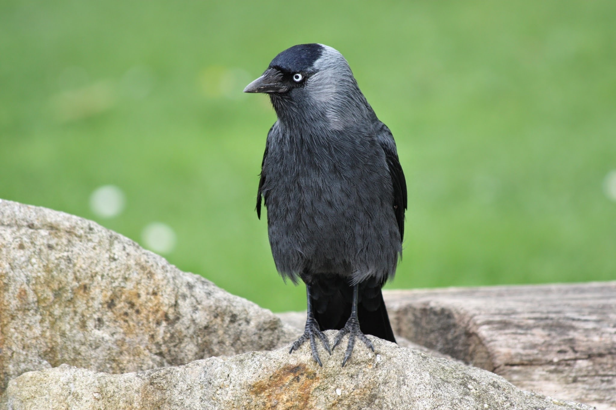 black bird standing on grey stone during daytime