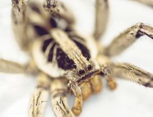 focus photography of white and black spider thumbnail