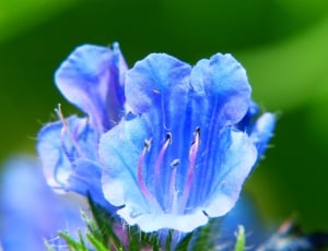 Bellflower, Blue, Flower Meadow, Blossom, flower, nature thumbnail