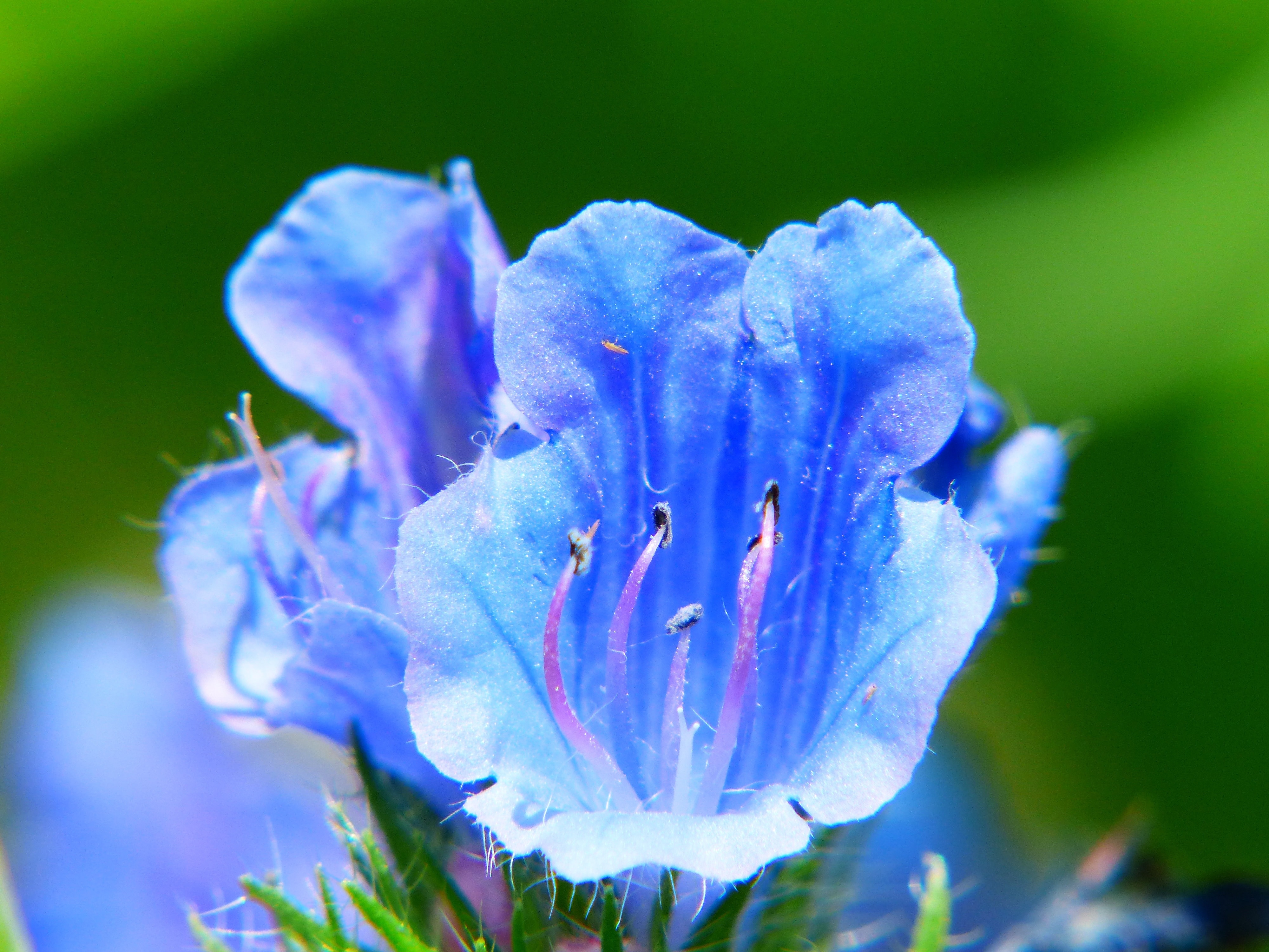 Bellflower, Blue, Flower Meadow, Blossom, flower, nature