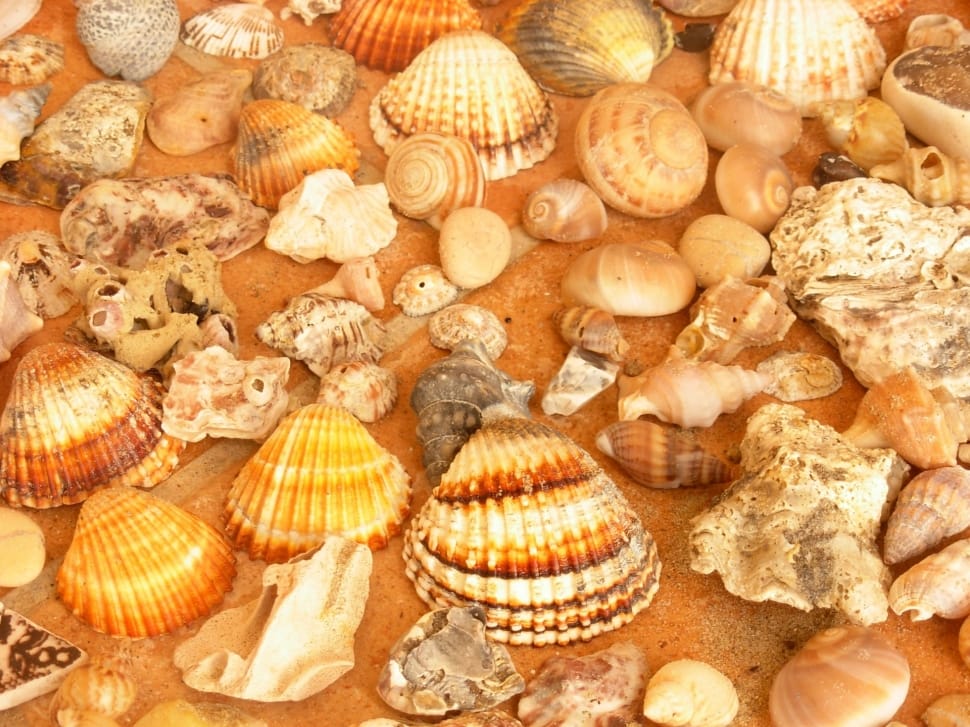 Seashells, Beaches, Collection, food and drink, large group of objects preview