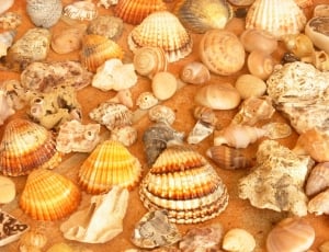 Seashells, Beaches, Collection, food and drink, large group of objects thumbnail