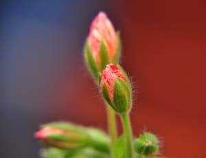 red and green flower bulb thumbnail