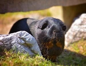 black and brown guinea pig thumbnail