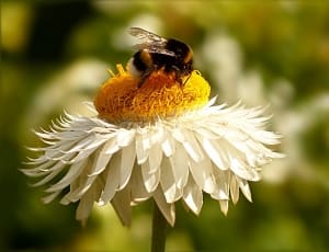 bee and white petaled flower thumbnail