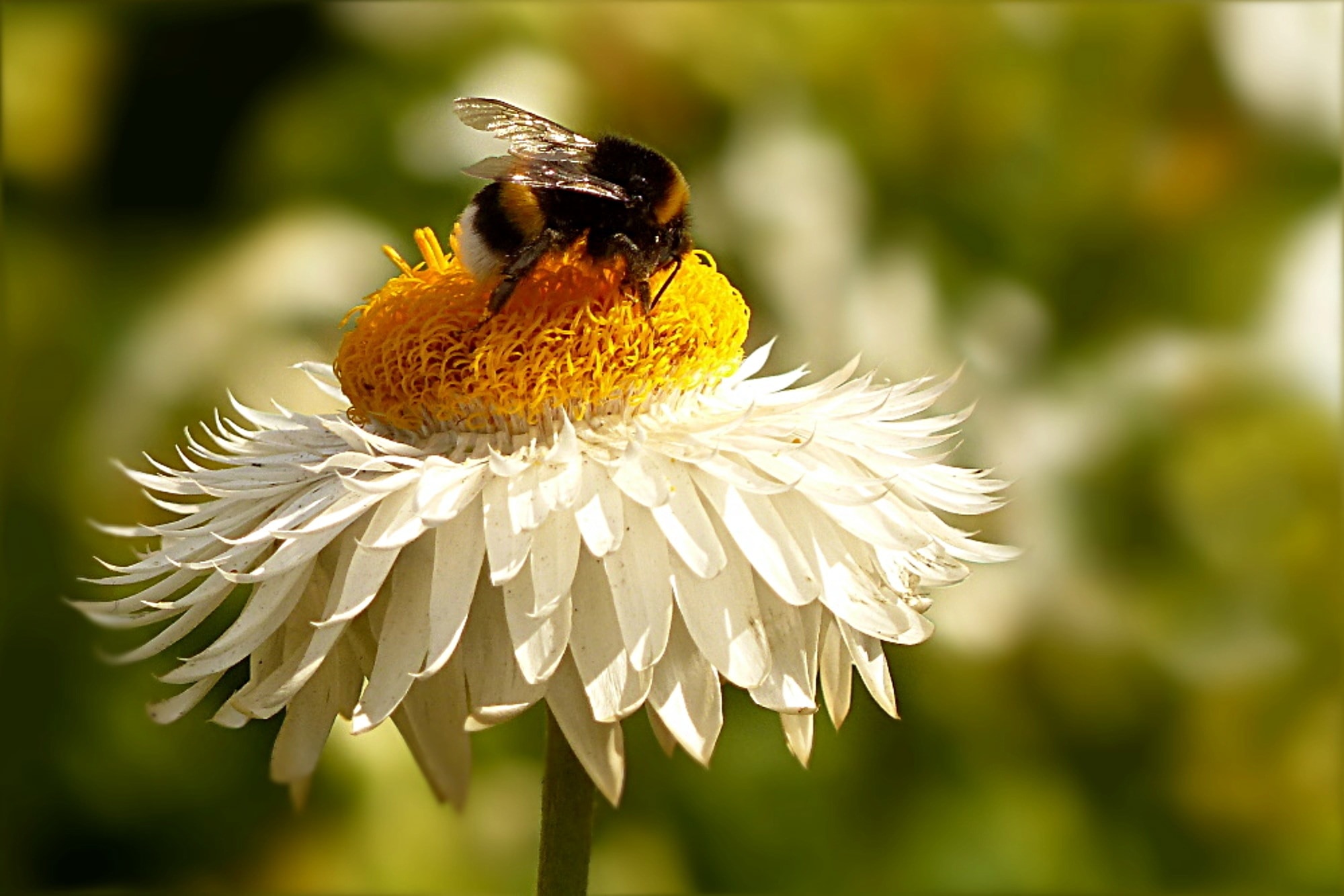 bee and white petaled flower