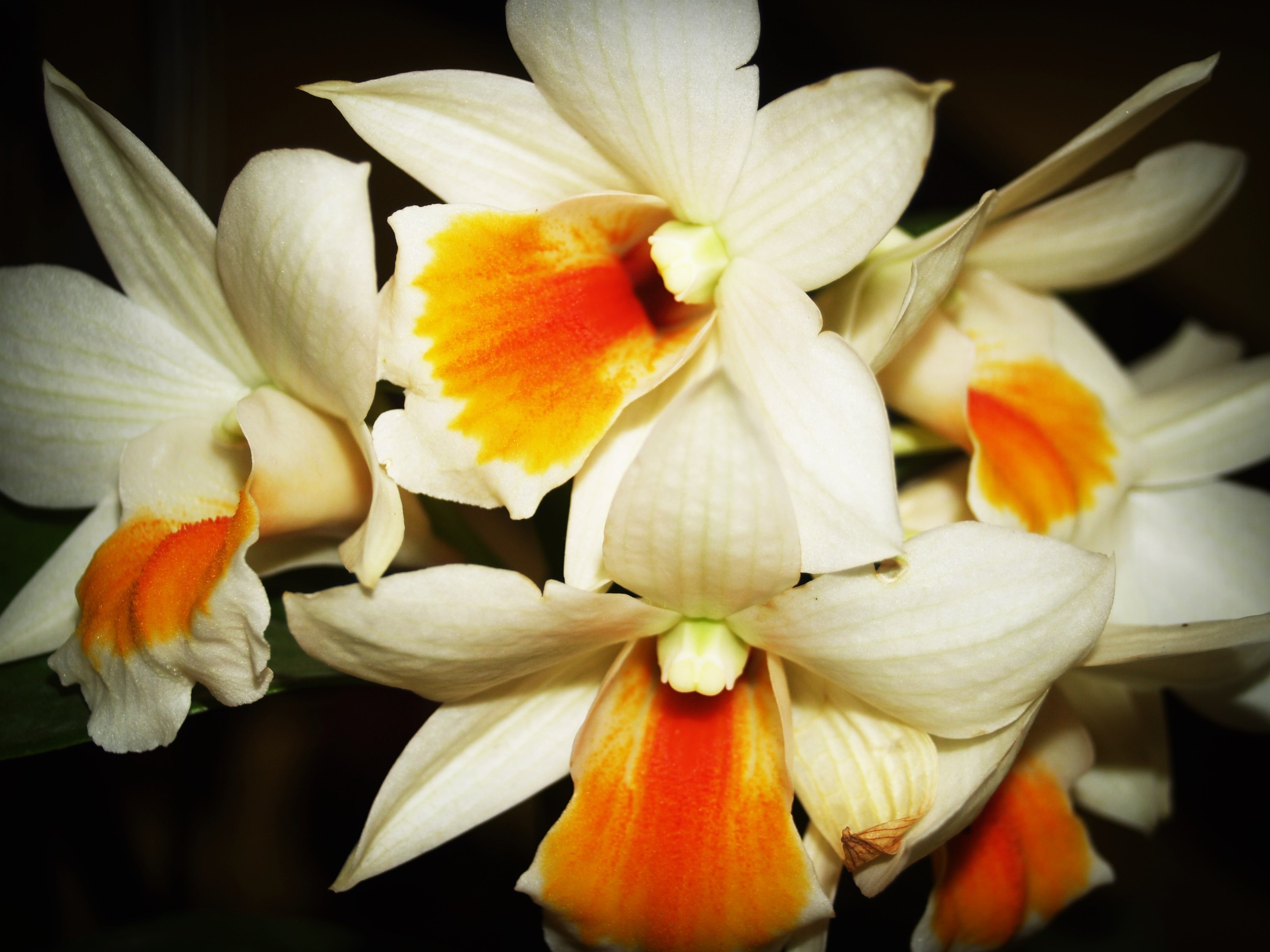 white and orange petaled flower