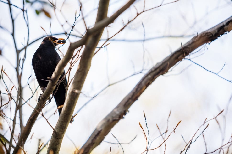 black fur bird on brown tree trunks preview