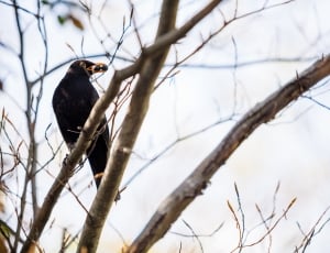 black fur bird on brown tree trunks thumbnail