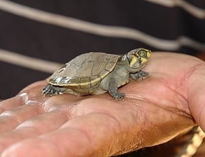 brown and grey turtle thumbnail