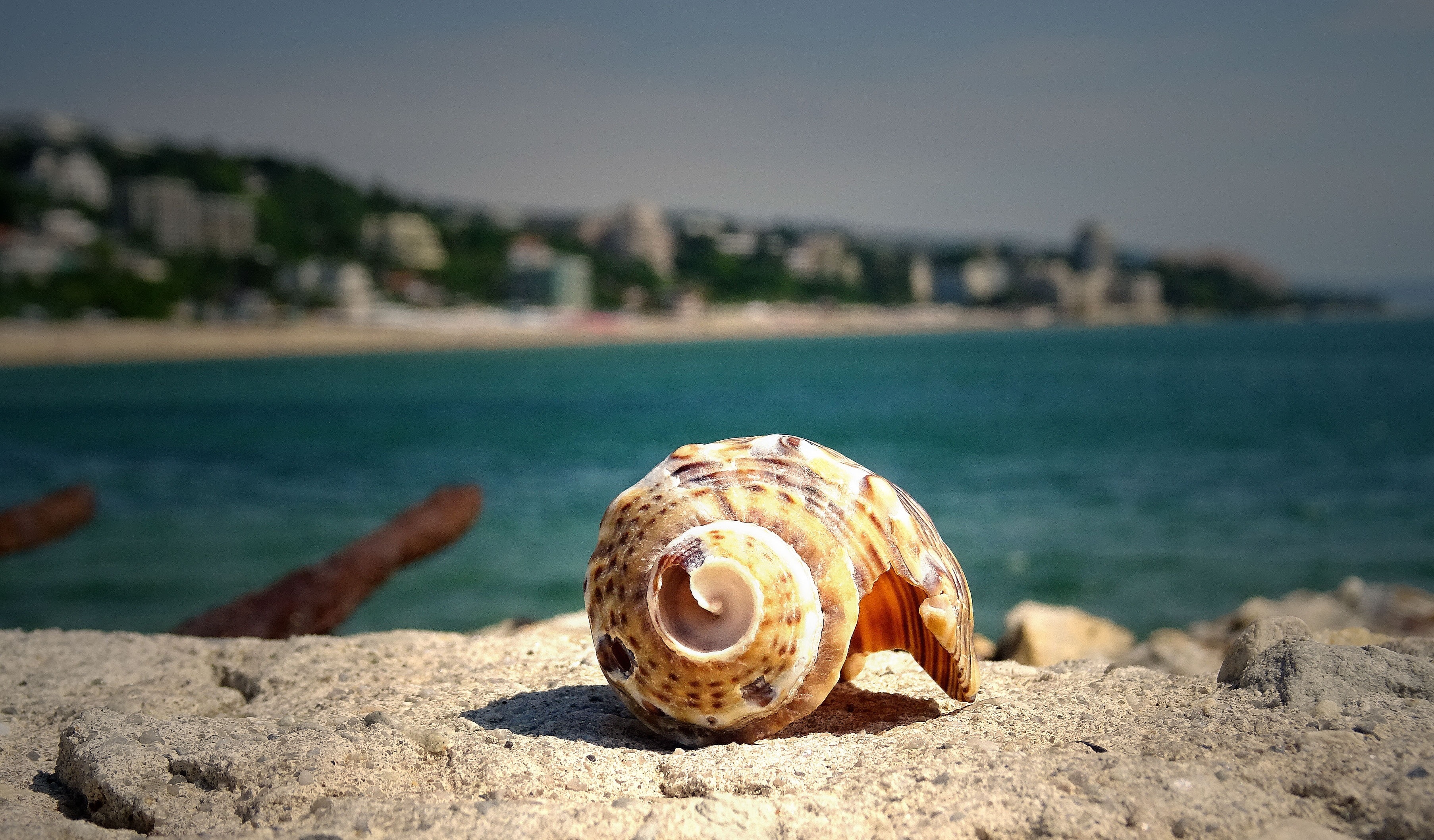shell near body of water during daytime