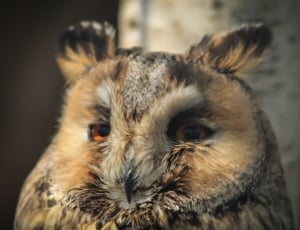 brown and grey owl thumbnail