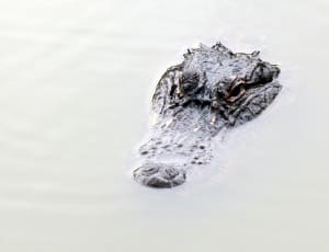 black alligator thumbnail