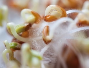 closeup photo of plant sprout thumbnail