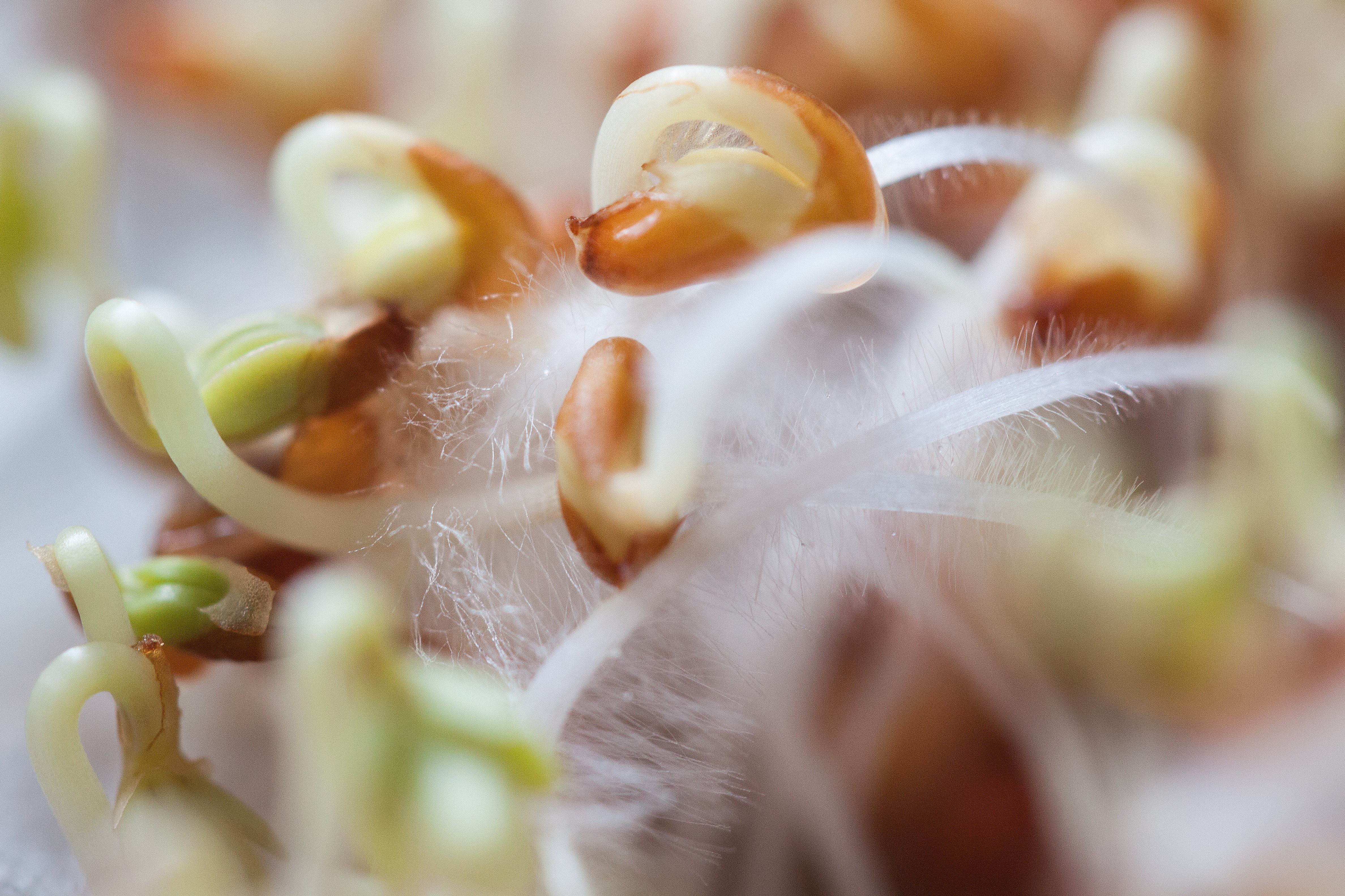 closeup photo of plant sprout