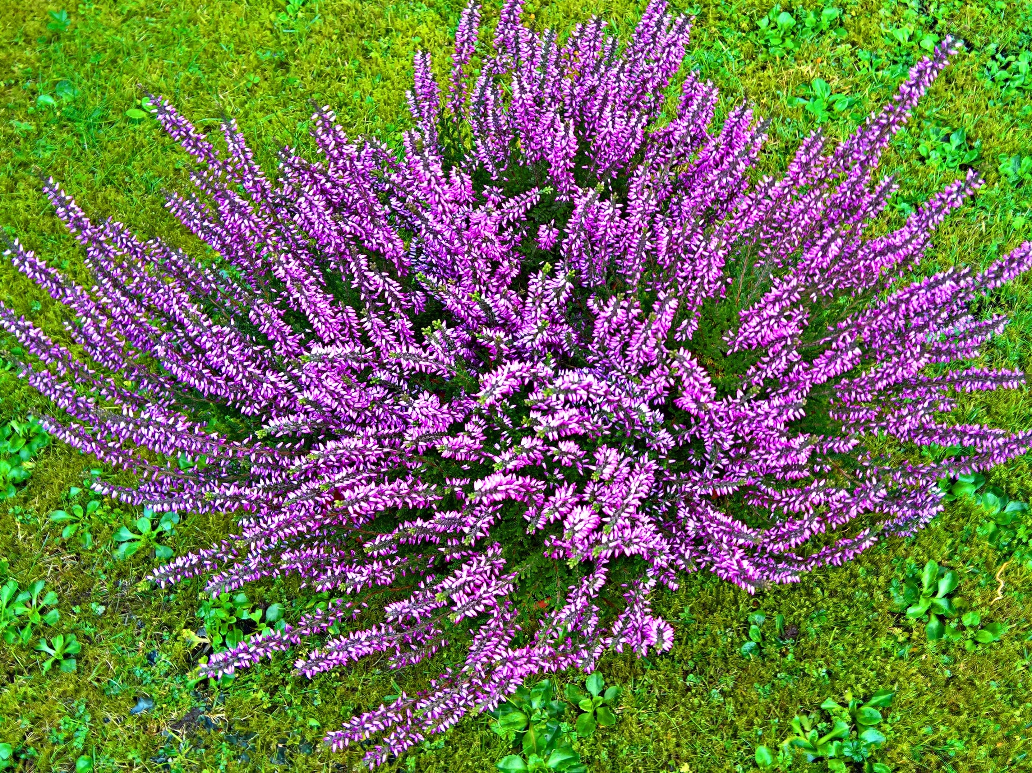 high contrast photo purple cluster flower