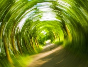Trees, Away, Nature, Eddy, Turn, Dizzy, green color, nature thumbnail