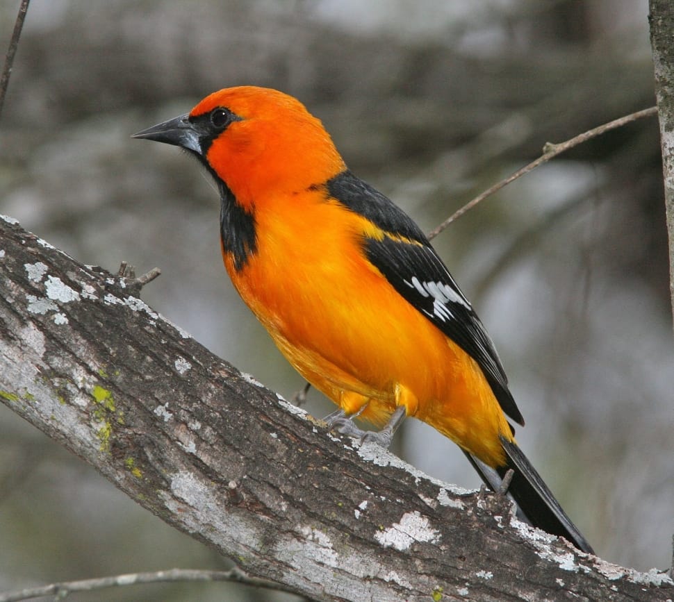 orange and black bird preview