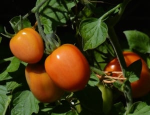 red tomato thumbnail
