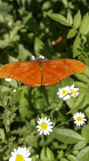 Orange, Butterfly, Nature, Insect, Wild, flower, nature thumbnail