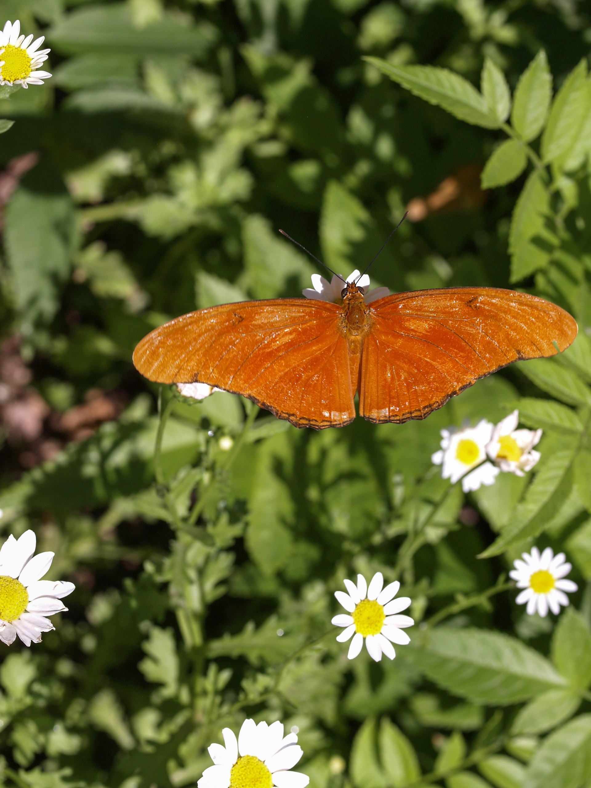 Orange, Butterfly, Nature, Insect, Wild, flower, nature