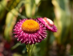 shallow focus photography of pink petal flower thumbnail