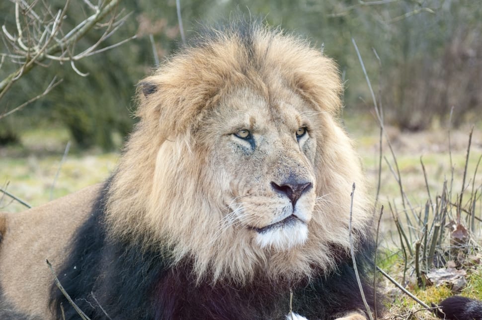 Expensive, Zoo, Male Lion, Lion, one animal, animals in the wild preview