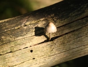 gray mushroom thumbnail