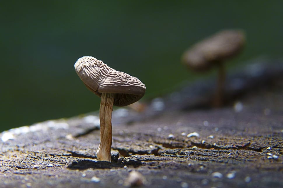 Stump, Mushroom, Nature, Tree, Fungus, mushroom, one animal preview