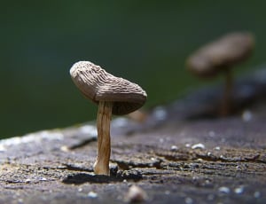 Stump, Mushroom, Nature, Tree, Fungus, mushroom, one animal thumbnail