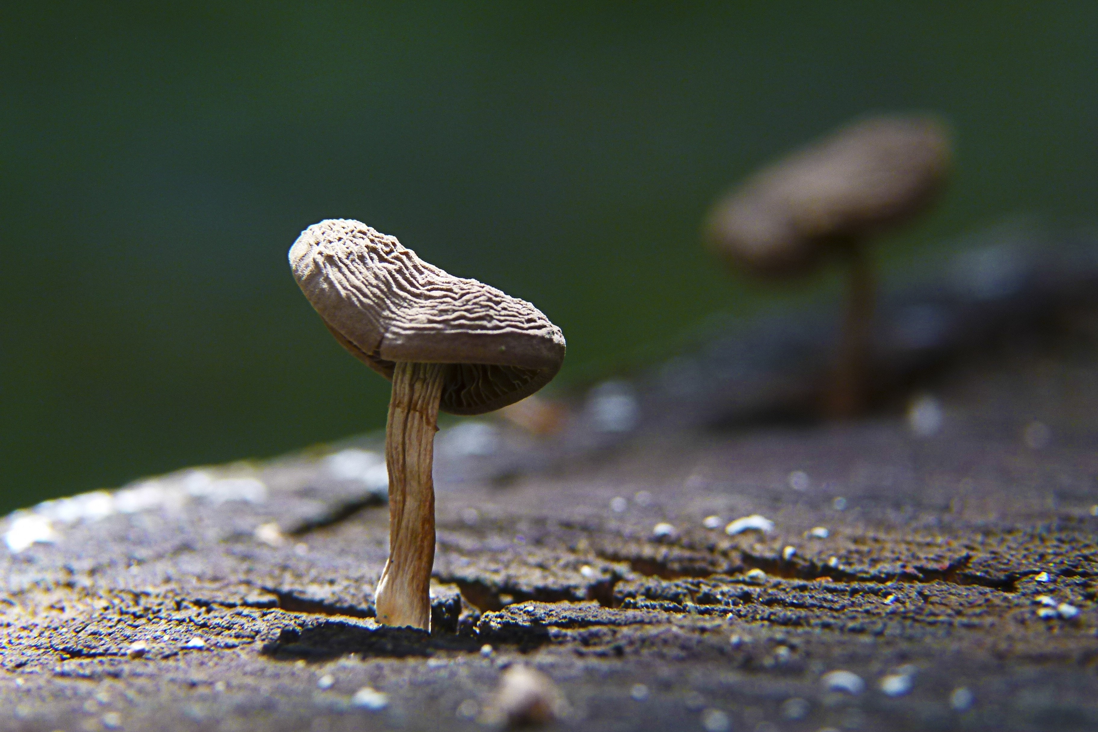 Stump, Mushroom, Nature, Tree, Fungus, mushroom, one animal